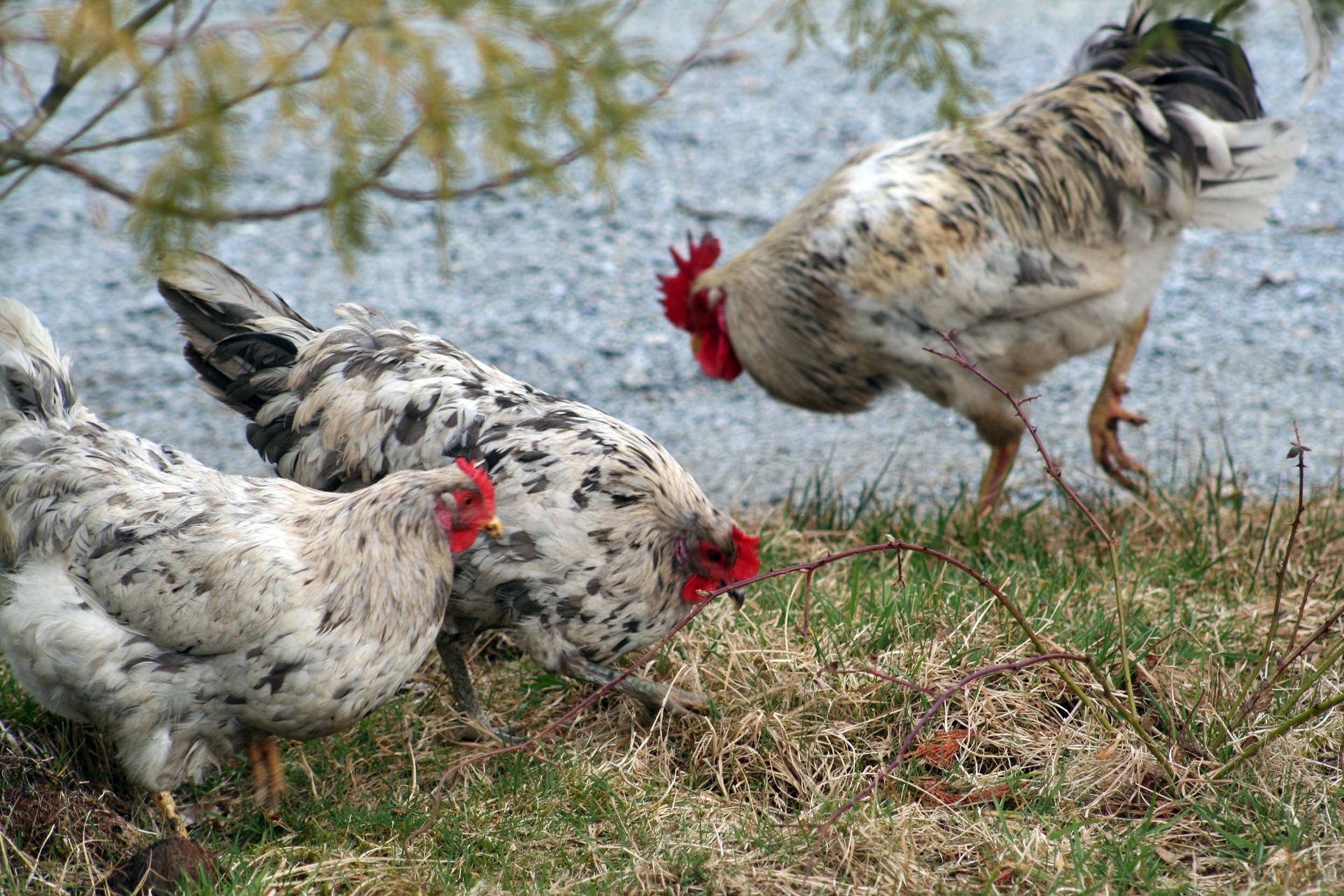 Flock of speckled chickens