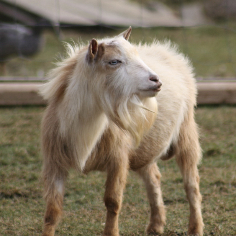 Nigerian Dwarf goats in Mission, BC