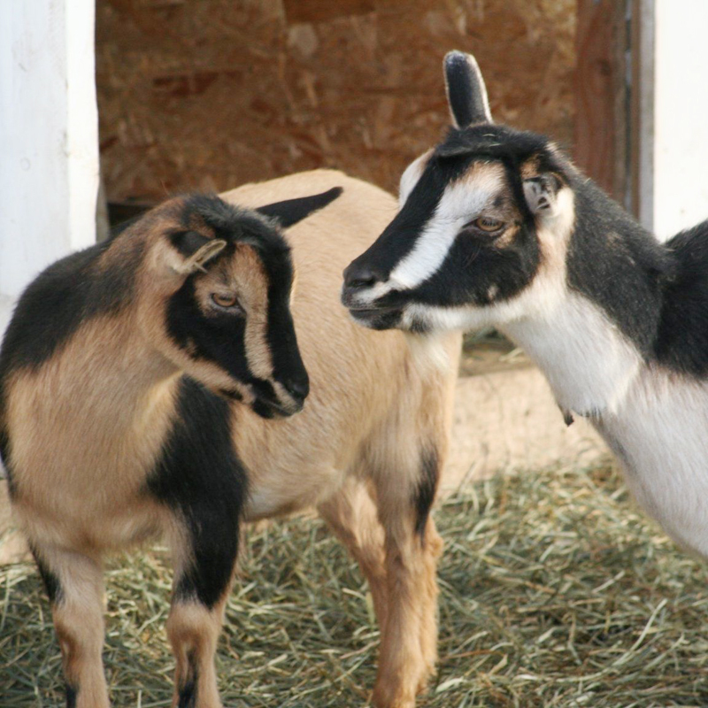 Nigerian Dwarf goats in Mission, BC