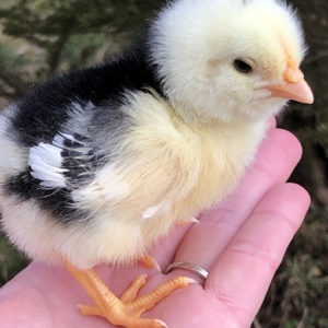 Hatching eggs and day old chicks in Mission, British Columbia