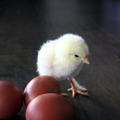 Hatching eggs and day old chicks in Mission, British Columbia