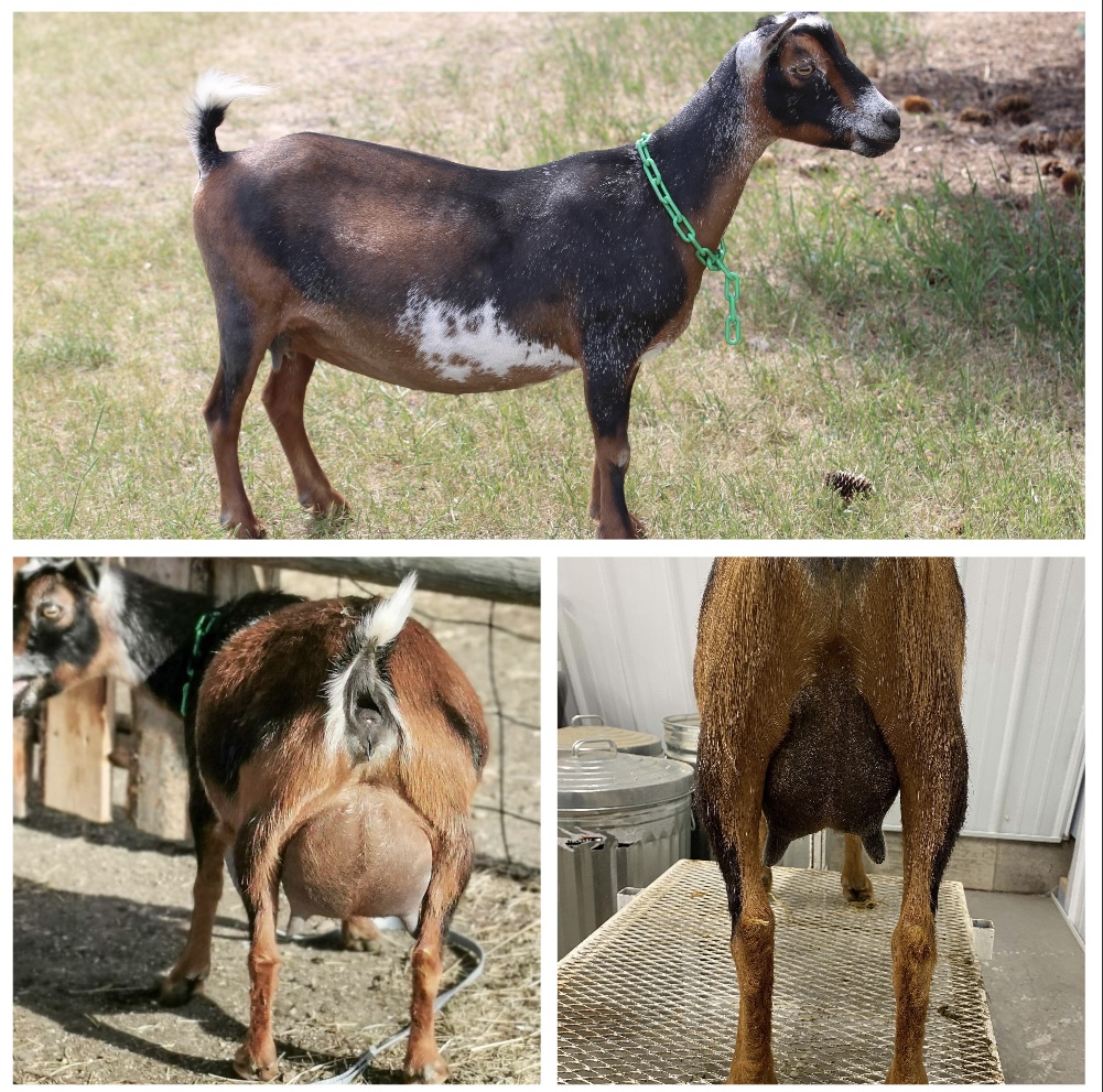 Dairy Goat Nigerian