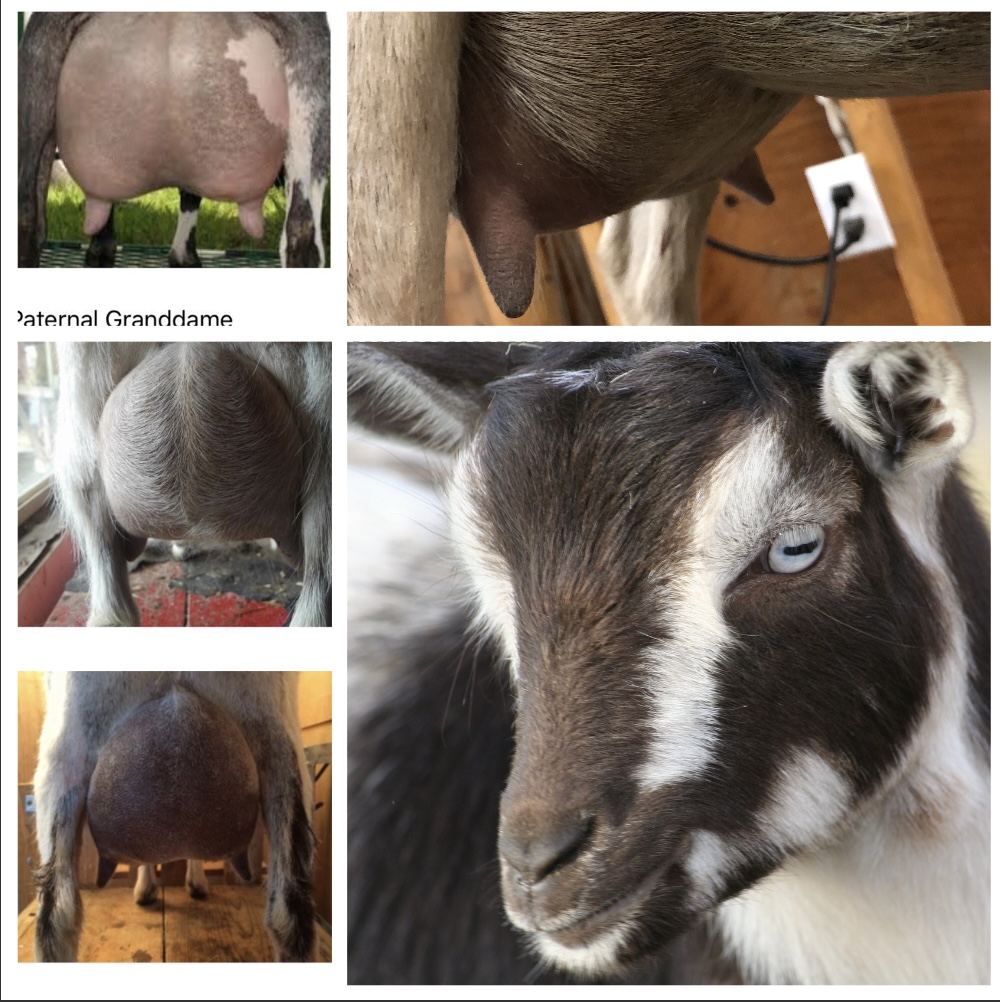 Nigerian Dwarf dairy goat