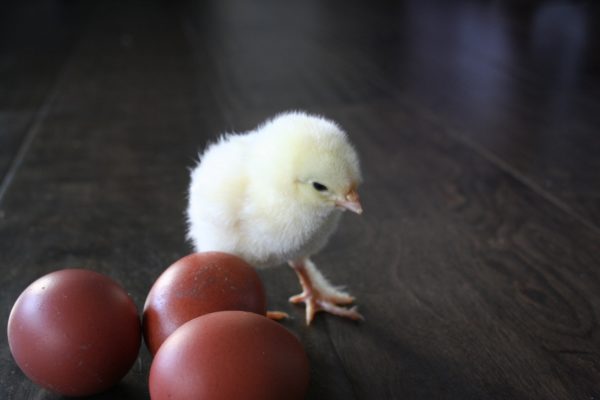 Wheaten Marans Chicks